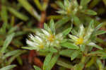 Silver nailwort